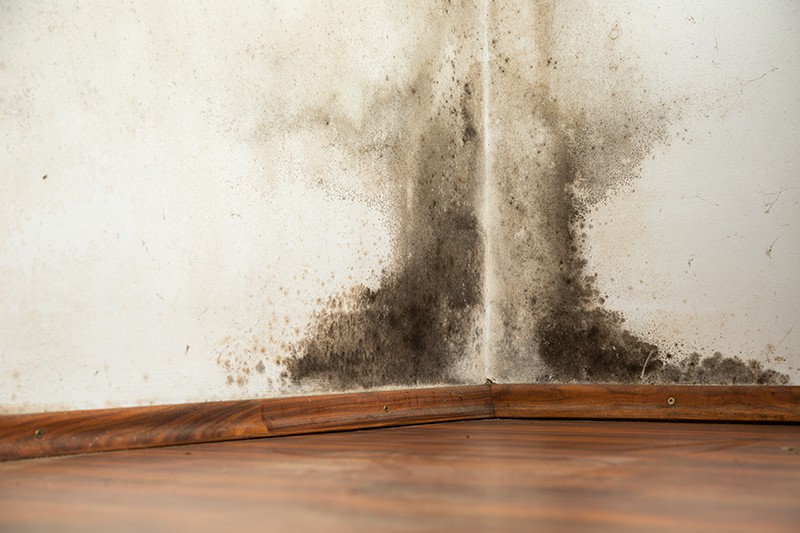 Mould claims in a rental property