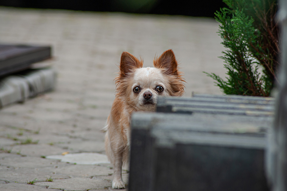 A small concerned-looking dog