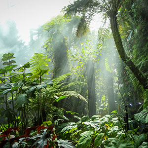 Lush tropical rainforest filled with broad-leaf plants and ferns, illuminated by golden sunbeams through misty trees.