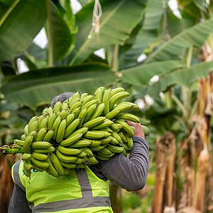 A farm worker in a high-visibility vest carries a large bunch of green bananas on their shoulder through a banana plantation.